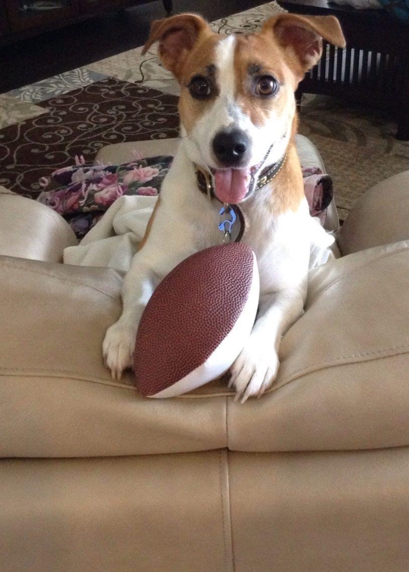 Ranger — one of the Wags n Family dogs